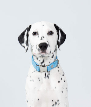 Blue Luxury Tweed Dog Collar Studio