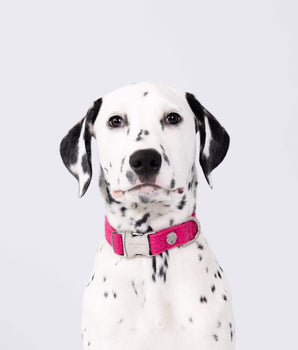 Pink Luxury Tweed Dog Collar Studio