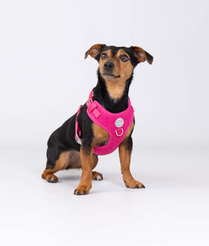 Pink Luxury Tweed Dog Harness Studio