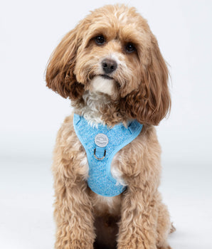 Blue Luxury Tweed Dog Harness Studio