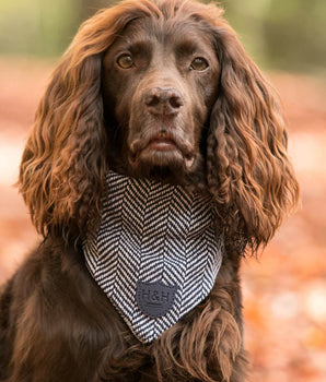 Tweed Dog Bandana - Navy Herringbone Lifestyle