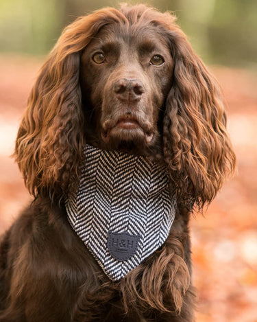 Tweed dog bandana discount