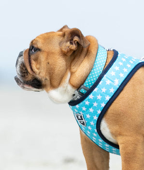 Turquoise Star Fabric Dog Collar Lifestyle