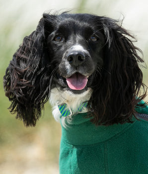 Striped Navy and Green Fabric Dog Collar Lifestyle