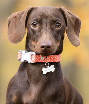 Orange Geometric Fabric Dog Collar Lifestyle