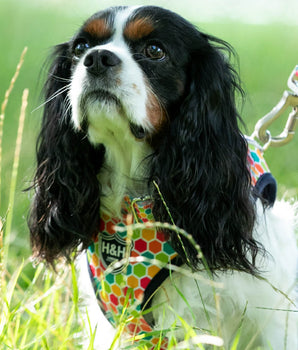 Geometric Multi-colour Fabric Dog Collar Lifestyle