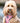 Pink Watermelon Fabric Dog Collar Lifestyle