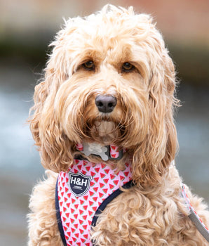 Pink Watermelon Fabric Dog Collar Lifestyle