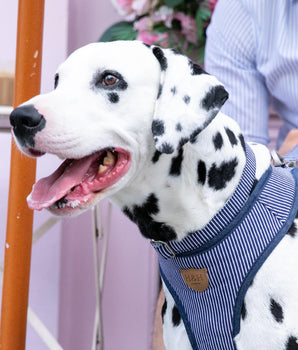 Striped Navy Fabric Dog Collar Lifestyle