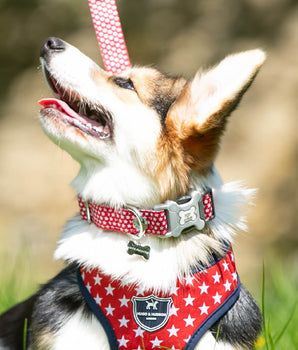 Red Star Fabric Dog Collar Lifestyle