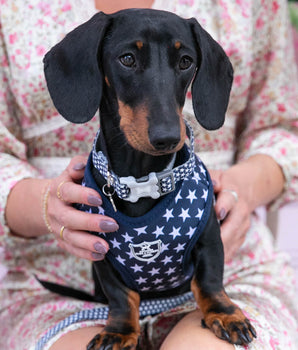 Navy Star Fabric Dog Collar Lifestyle