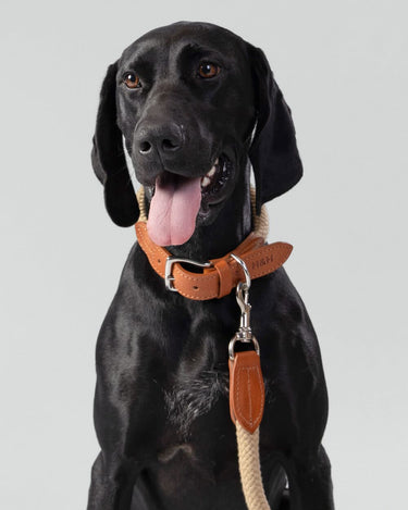Natural Round Rope Dog Lead with Cognac Leather Studio Shoot