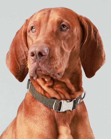 Dark Green Checked Herringbone Tweed Dog Collar Studio Shoot