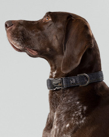 Grey Checked Herringbone Tweed Dog Collar Studio Shoot