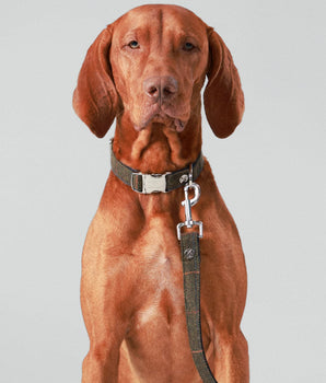 Dark Green Checked Herringbone Tweed Dog Lead Studio Shoot