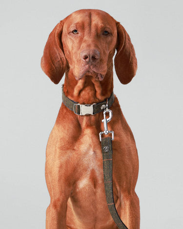 Dark Green Checked Herringbone Tweed Dog Lead Studio Shoot