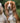 Striped Multi-colour Fabric Dog Lead Lifestyle