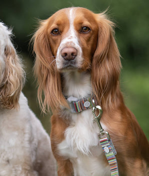 Striped Multi-colour Fabric Dog Lead Lifestyle