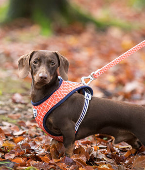 Orange Geometric Fabric Dog Lead Lifestyle