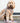 Geometric Multi-colour Fabric Dog Lead Lifestyle