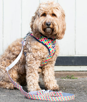 Geometric Multi-colour Fabric Dog Lead Lifestyle