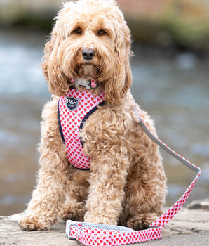Pink Watermelon Fabric Dog Lead Lifestyle