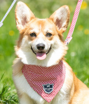 Fabric Dog Bandana - Red Star Lifestyle