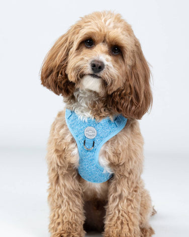 Blue Luxury Tweed Dog Harness Studio Shoot