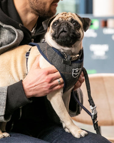Tweed Dog Harness - Grey Checked Herringbone Lifestyle