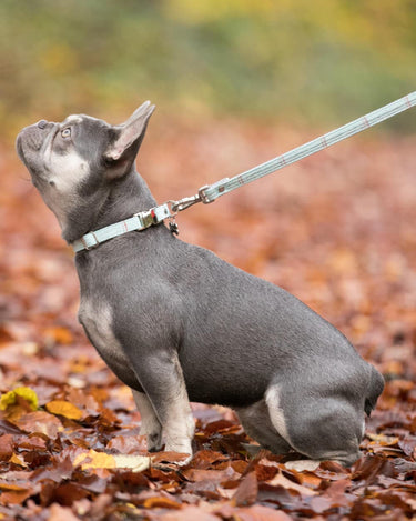 Tweed Dog Lead - Aqua Checked Lifestyle