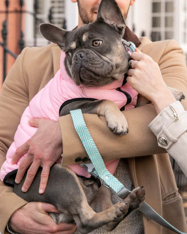 Tweed Dog Lead - Aqua Herringbone Lifestyle