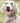 Tweed Metal Buckle Dog Collar - Pink Checked Lifestyle
