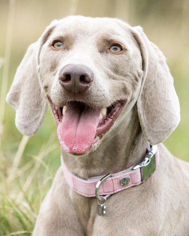 Tweed Metal Buckle Dog Collar - Pink Checked Lifestyle