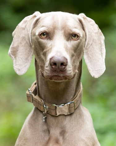 Tweed Metal Buckle Dog Collar - Caramel Checked Herringbone Lifestyle