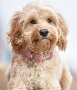 Tweed Metal Buckle Dog Collar - Pink Herringbone Lifestyle