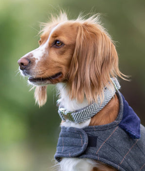 Tweed Metal Buckle Dog Collar - Grey Herringbone Lifestyle