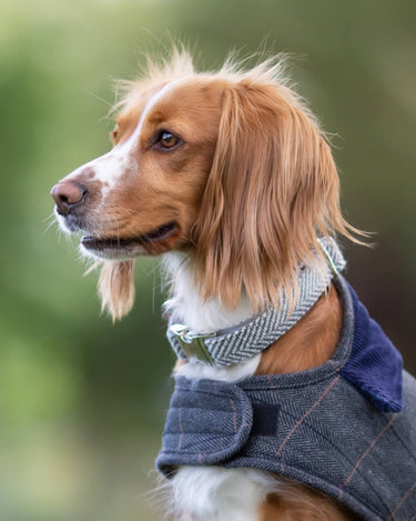 Tweed Metal Buckle Dog Collar - Grey Herringbone Lifestyle