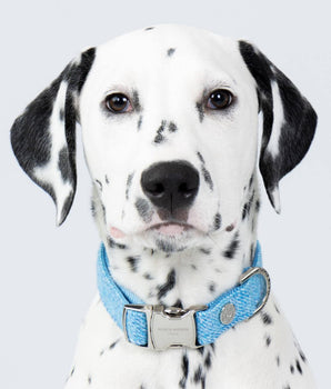 Blue Luxury Tweed Dog Collar Studio Shoot