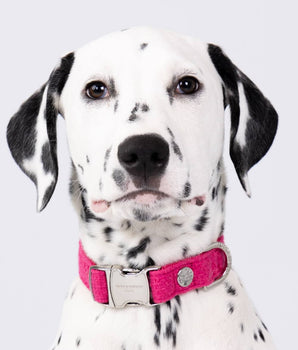 Pink Luxury Tweed Dog Collar Studio Shoot