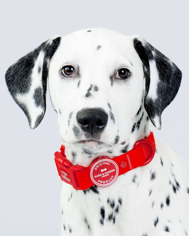 Waterproof Dog Collar - Red Studio Shoot