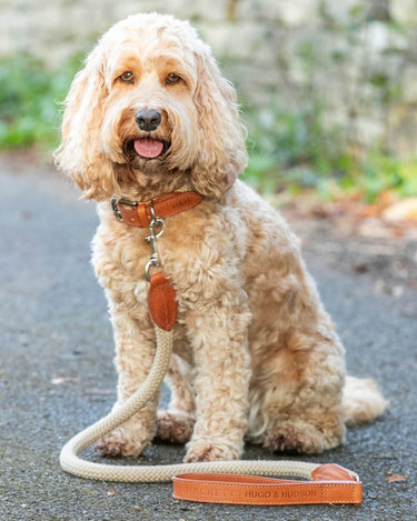 Natural Round Rope Dog Lead with Cognac Leather Lifestyle