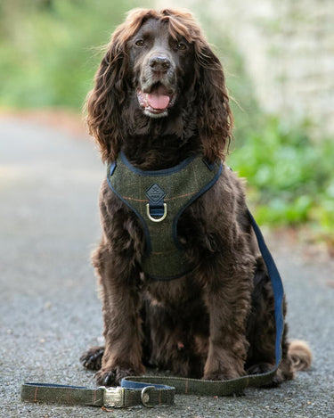 Dark Green Checked Herringbone Tweed Dog Lead Lifestyle