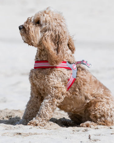 Easy Walk V Dog Harness - Red Lifestyle