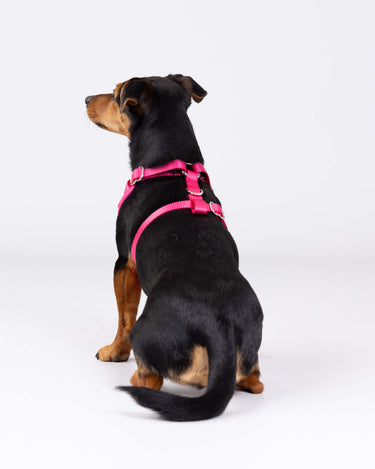 Pink Luxury Tweed Dog Harness Rear Buckles