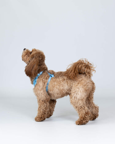 Blue Luxury Tweed Dog Harness Studio