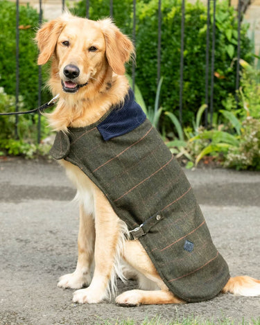 Veste brtannque ww2 désert ou tropcale (Extrême-Orent Veste brtannque ww2 désert ou tropcale (Extrême-Orent