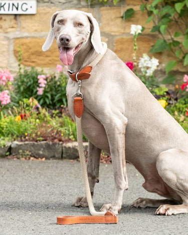 Natural Round Rope Dog Lead with Cognac Leather Lifestyle