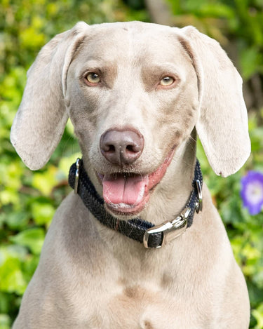 Grey Checked Herringbone Tweed Dog Collar Lifestyle