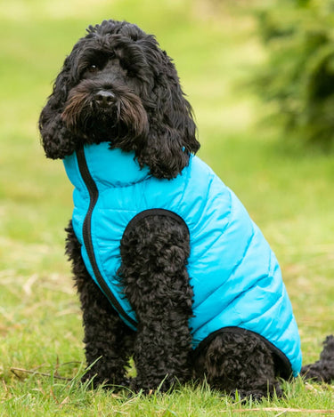 Reversible Dog Puffer Jacket - Light Blue and Grey Lifestyle