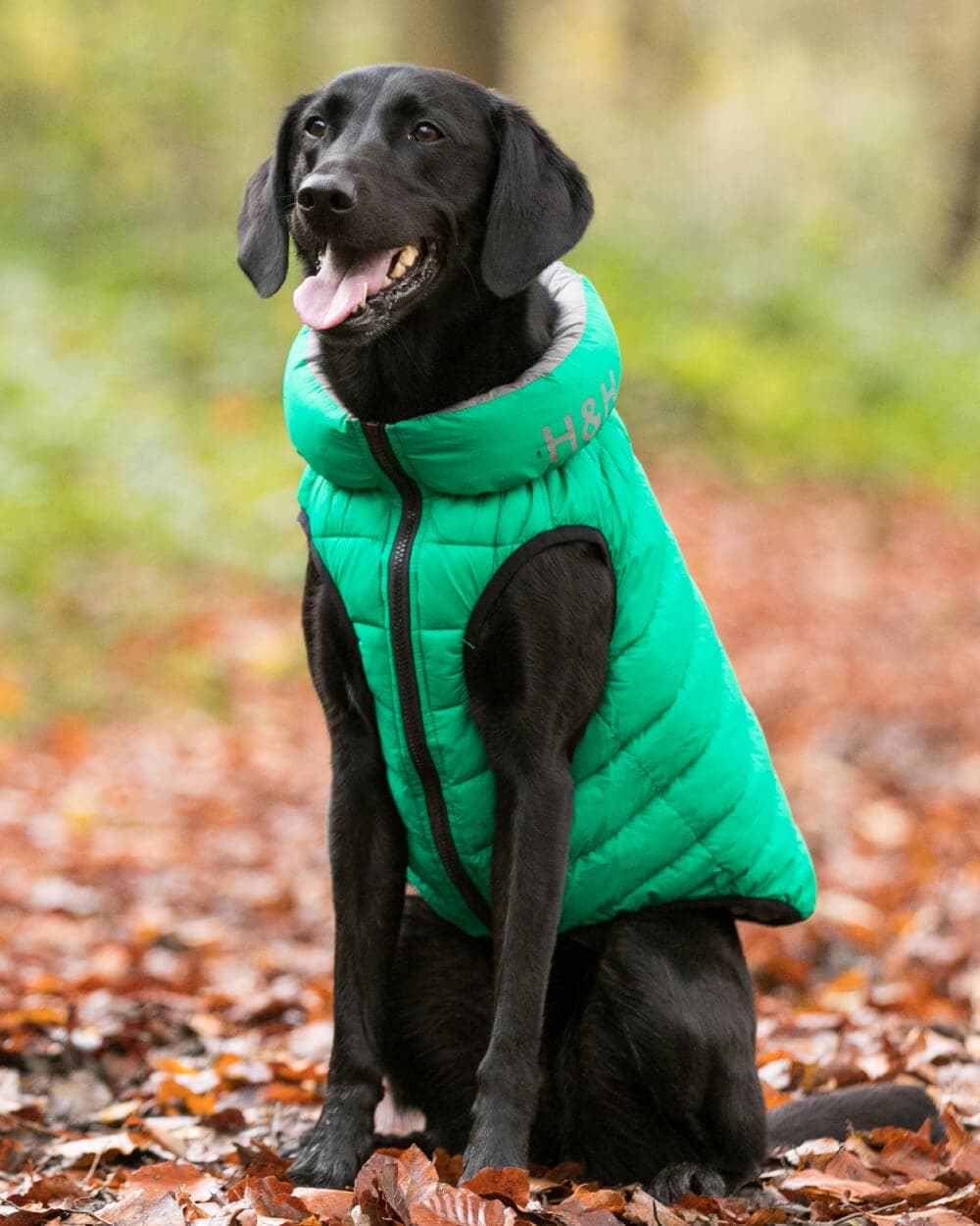 Puffa jackets for dogs online